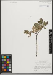 Foto von Salix waldsteiniana Willd.